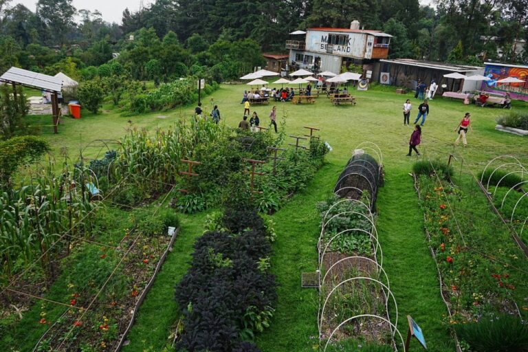 Tequios por la Restauración inaugura espacio clave para salvar ecosistemas urbanos