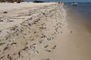 Confirman marea roja en Yucatán