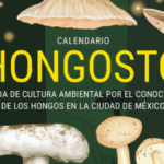 Descubre el fascinante mundo de los hongos en la Ciudad de México este agosto