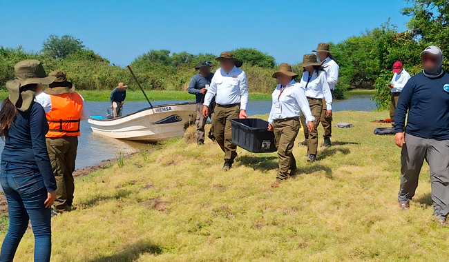 Profepa libera a más de 2,300 tortugas en Chiapas