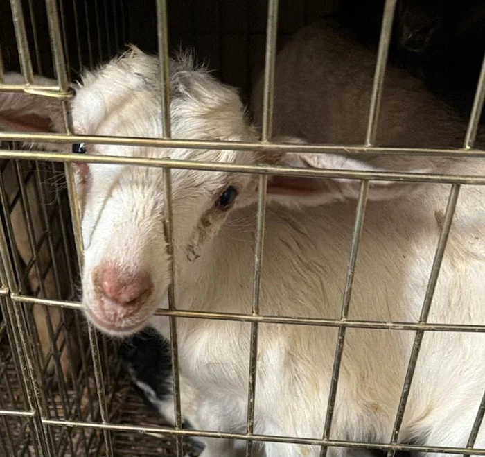 Más de 700 animales son rescatados en fraccionamiento de Ecatepec