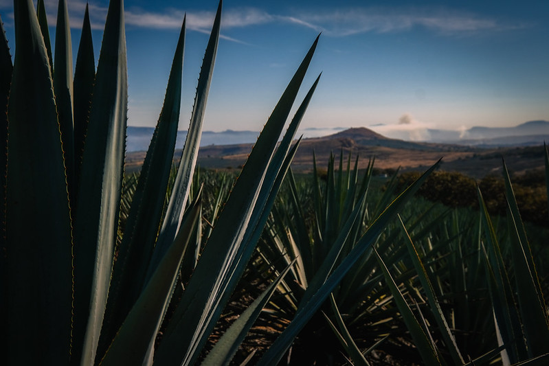 Jalisco, el "Mejor Destino Internacional 2026"