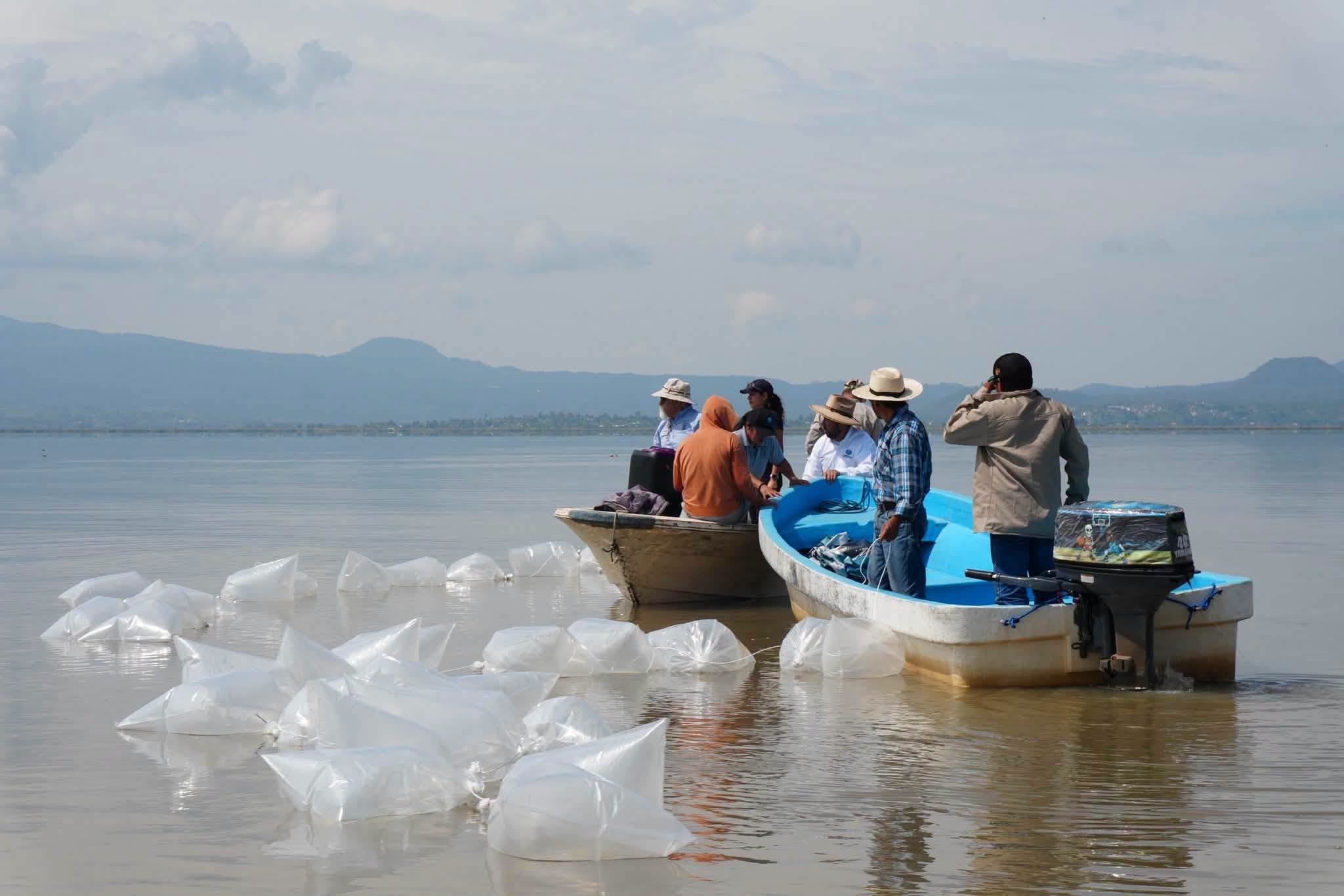 Liberan 80 mil crías de pez blanco en el lago de Pátzcuaro para rescatar su ecosistema