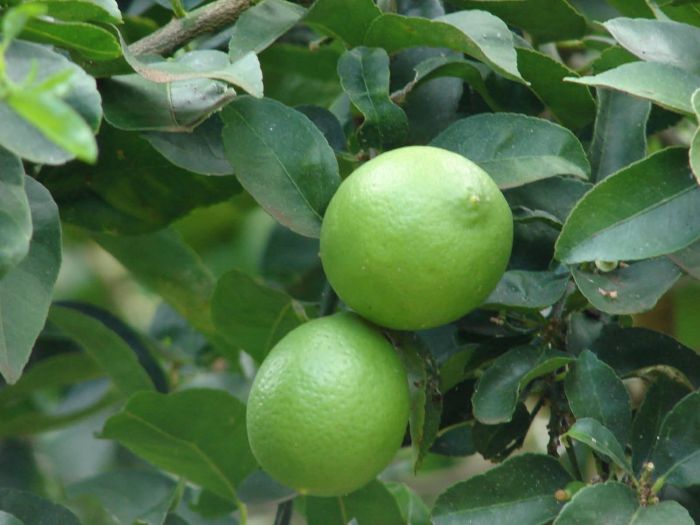 Yucatán apuesta por el limón persa y atrae capital mexicano al campo e impulsa la generación de empleos